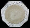 Fossil Goniatite & Orthoceras Tray/Platter #22861-2